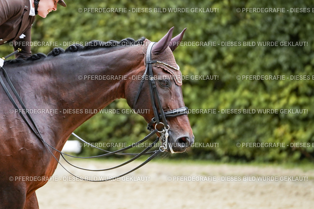 DSC01112 | Pferdegrafie