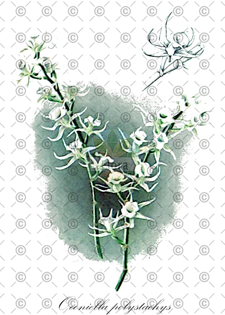 HistAbb_wfo-0000383575_1_ENZY_Simple | Historische Abbildung von Oeoniella polystachys - Orchidaceae | Historical Illustration of Oeoniella polystachys - Orchidaceae