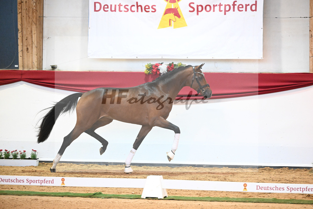 Kat-Nr. 60 Vivino x Soliman de Hus_Berger_43231991 | hf-fotografie - Realisiert mit Pictrs.com