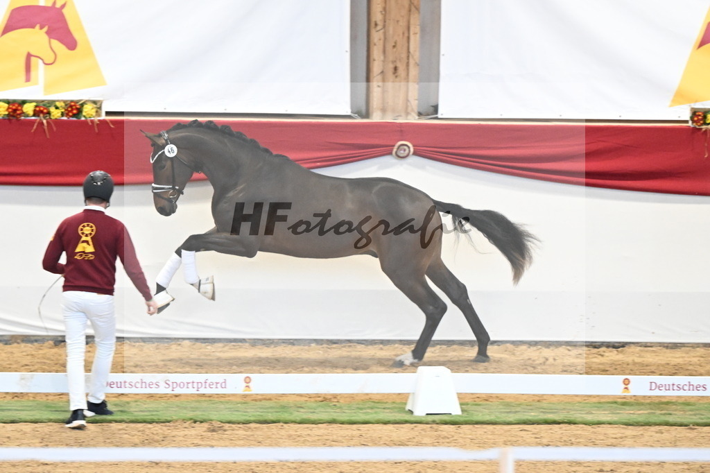Kat.-Nr. 46 v. Escolar_2M2 Horses_3260392 | hf-fotografie - Realizzato con Pictrs.com