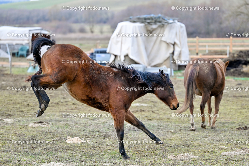 Pferde_ 29.12.2024-15 | 29.12.2024, Rajec, SVK, Themenbild, Pferde, im Bild Pferd, Pferde, Stute, Hengst, Fohlen, Quarter Horse, Ranch, Weide, Hof, Wiese, Stall, Nutztier, Tier