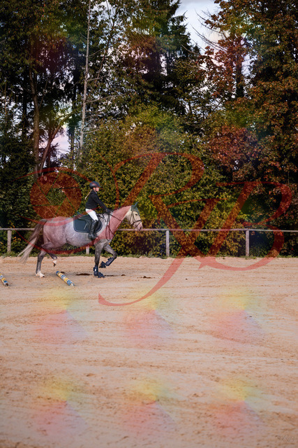 2026_10_03_Siefer-Hof_145034_Z81_28694946 | Professionelle Reitsport-, Turnier- und Eventfotografie von Robert Broda. Galerien mit ausgewählten und bearbeiteten Bildern direkt online ansehen und bestellen.