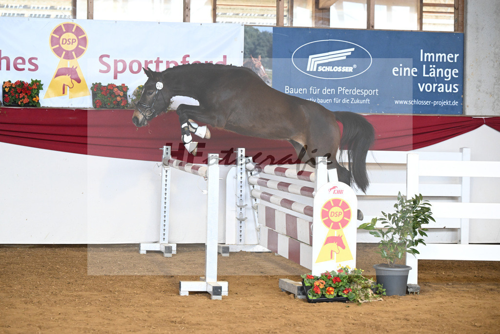 Kat-Nr. 32 Gluecksstuermer v. Gruendleinshofs Gipfelstuermer_Kaus_16250526 | hf-fotografie - Realisiert mit Pictrs.com