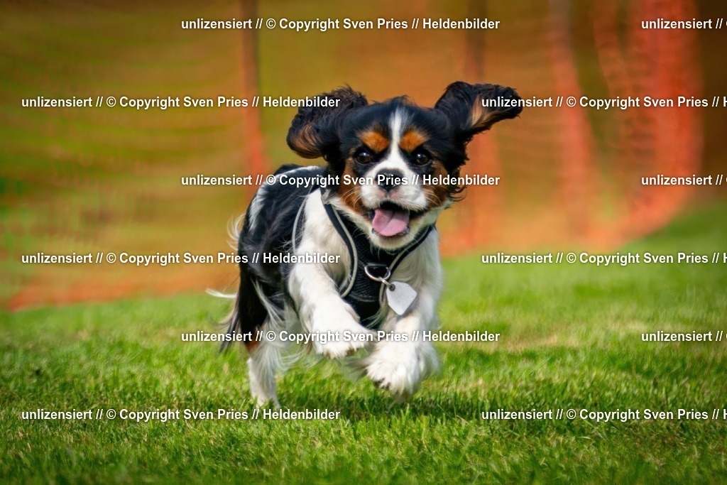 Sven Pries | 2024-09-22 - Hunderennen Baden-BadenPudelverein - Realisiert mit Pictrs.com