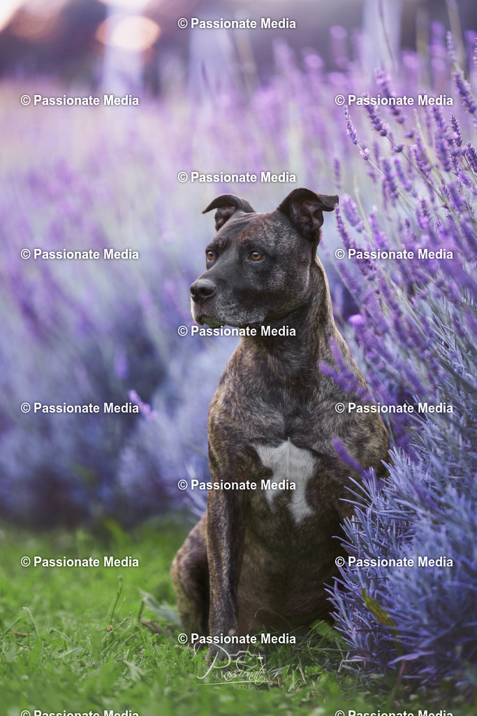 _DSC1776 | Passionate Media, dein Fotograf aus Brandenburg, Märkisch Oderland, im Bereich Motorsport, Autos und Motorräder sowie Events und auch Hunde. Shootings oder auch Eventbegleitungen können bei mir gebucht we