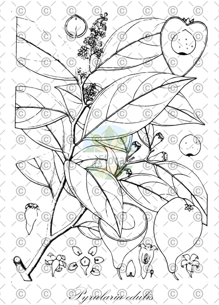 HistAbb_wfo-0001045737_1_ENZY_Simple | Historische Abbildung von Pyrularia edulis - Santalaceae | Historical Illustration of Pyrularia edulis - Santalaceae