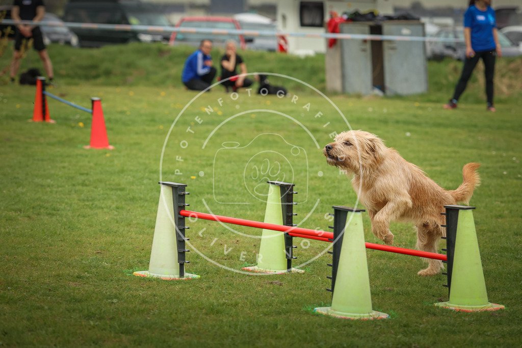 Pfotenfotografie_0L8A1005 | Hundefotografie, Tierfotograf, Pfotenfotografie, Fotoshooting Hund, Hunde Portrait, Hundesport, Hundeportraits, Heideshooting, Hunde, Sportfotograf, Hundefotograf, Turnierhundsport, THS,  - Realisiert mit Pictrs.com
