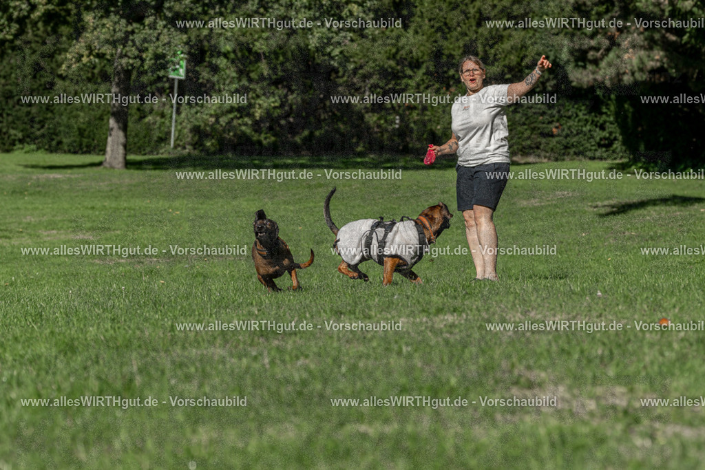 Hundeschwimmen_Volksbad_2026-allesWIRTHgut_Tierfotografie-2609061039-094921-7R509131 | Professionelle Tierfotografie in Mönchengladbach von Daniel Wirth (allesWIRTHgut). Liebevolle & natürliche Bilder von Hunden & Katzen für unvergessliche Erinnerungen.