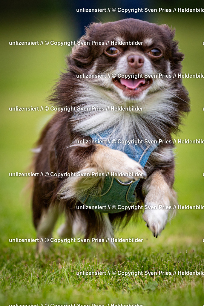 Sven Pries | 2024-09-22 - Hunderennen Baden-BadenPudelverein - Realisiert mit Pictrs.com