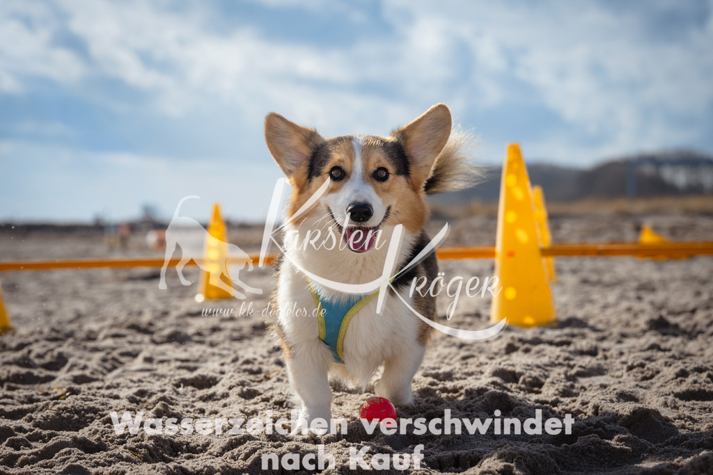 1252_ZZ99318 | kk-dogfotos