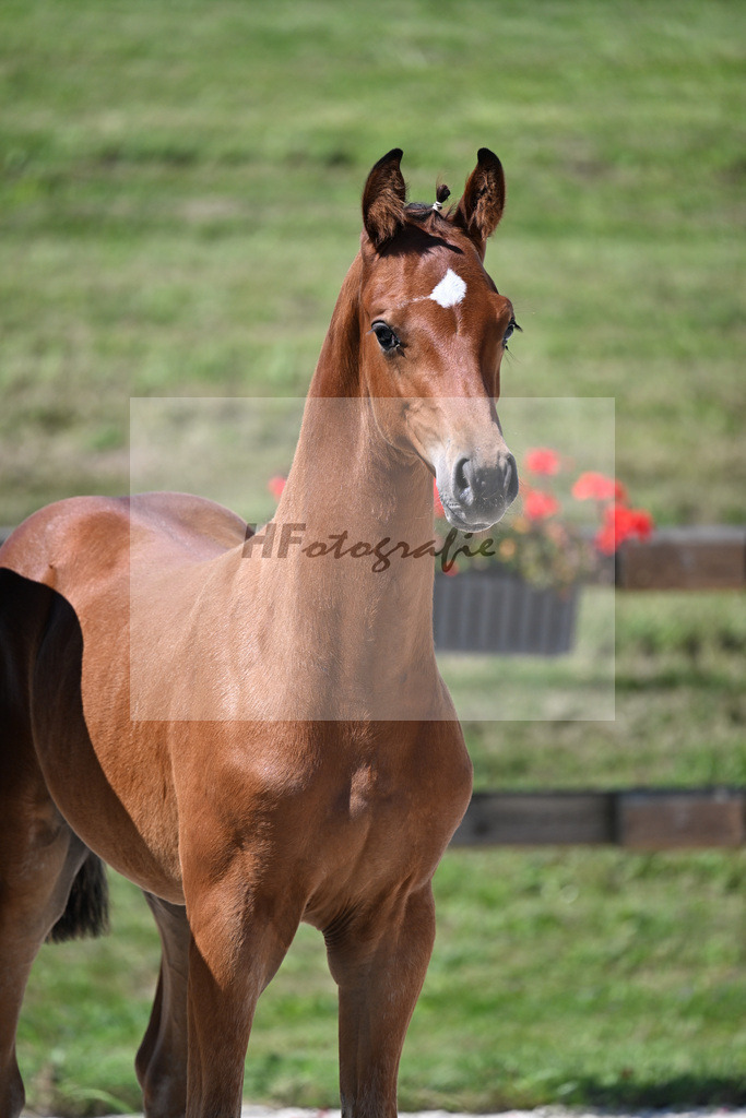 Kat-Nr. 19 Ermitage Kalone x Diaroado_HF_Hansmeyer_24250472 | hf-fotografie - Realisiert mit Pictrs.com