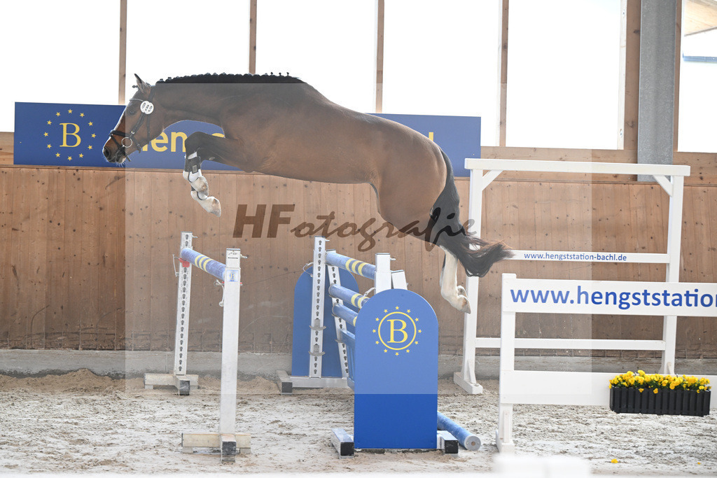 Kat-Nr. 69 Esmeraldos Hansi v. Esmeraldo_Hoffmeister_14260364 | hf-fotografie - Realizzato con Pictrs.com