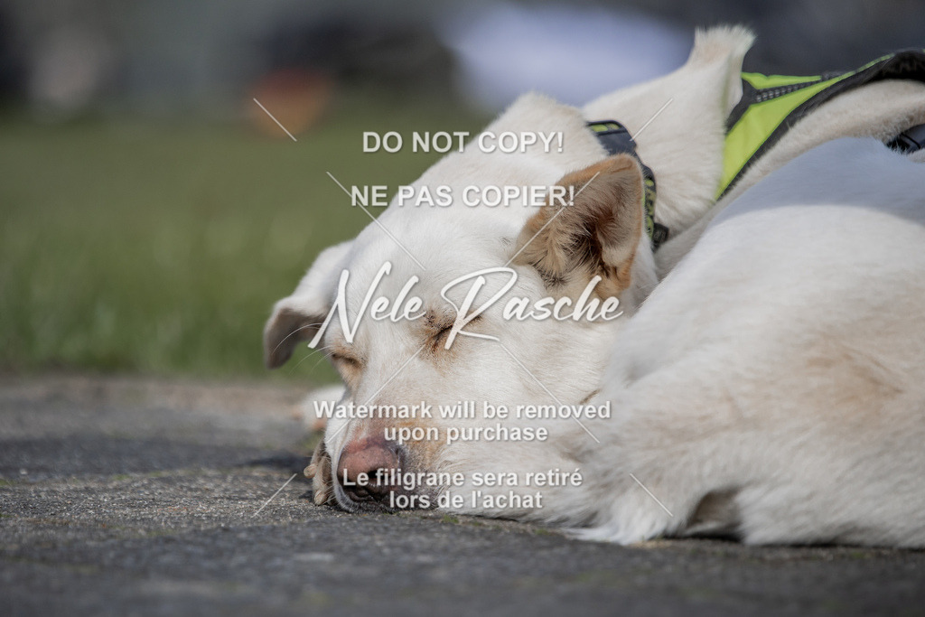 NR__0633 | nelerasche
