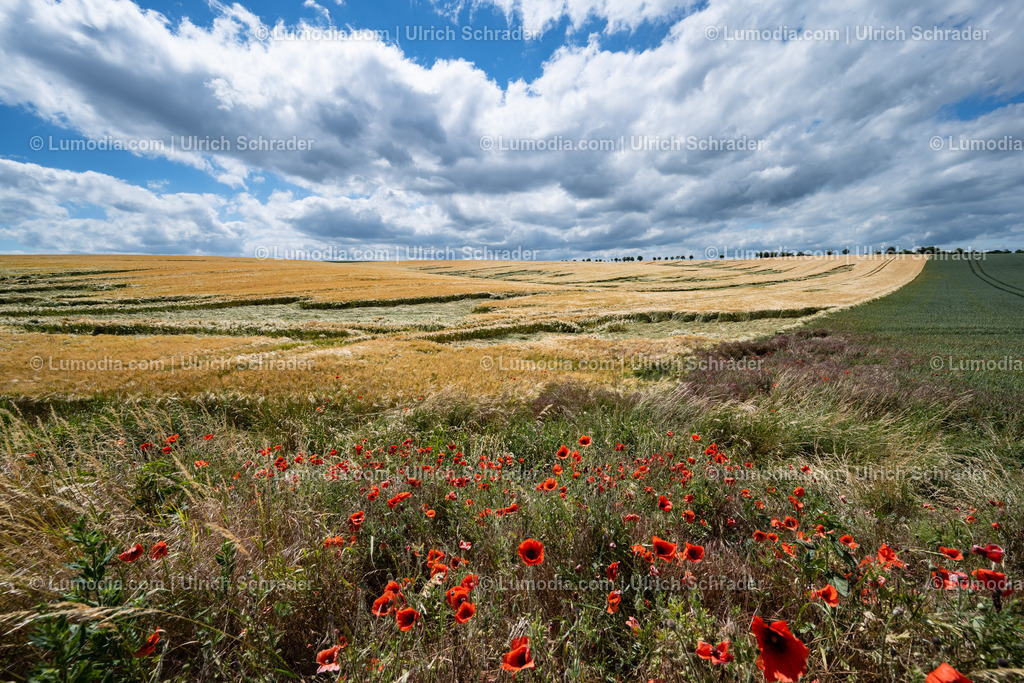 10049-12899 - Ein Sommertag | Stockfoto und Bilderpool mit Bildmaterial aus Deutschland, dem Harz, Halberstadt, Quedlinburg, Wernigerode und weltweit. Qualitativ hochwertige und professionelle Fotos anschauen und kaufen. - Realisiert mit Pictrs.com