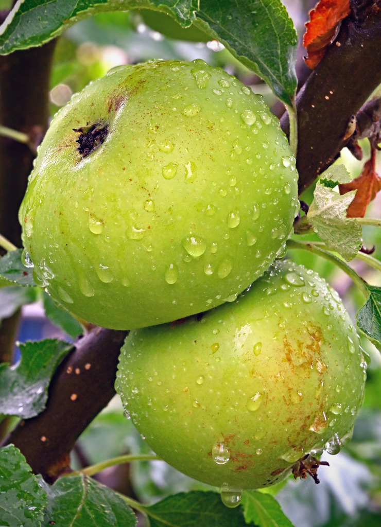 Äpfel01h | greenwatching-with-luci - Realisiert mit Pictrs.com