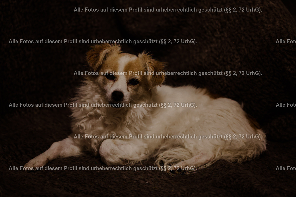 1P5A8625 (1) | krollfotografie - Realisiert mit Pictrs.com