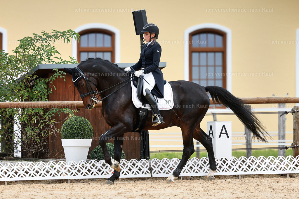 11-007-Dressur S___-StoibPH-1112 | working equitationturnier fotograf videograf stoibphotography marixx film working equitation deutschland reitsport turnierfotografie eventfotografie equestrian events