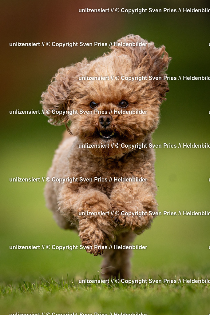 Sven Pries | 2024-09-22 - Hunderennen Baden-BadenPudelverein - Realisiert mit Pictrs.com