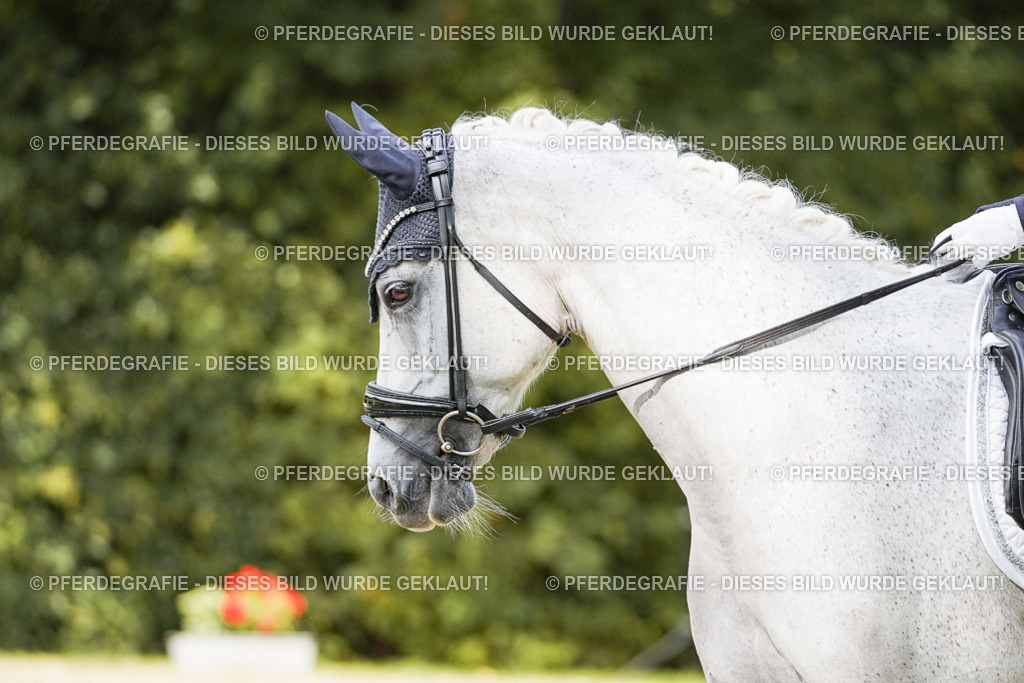 DSC02520 | Pferdegrafie