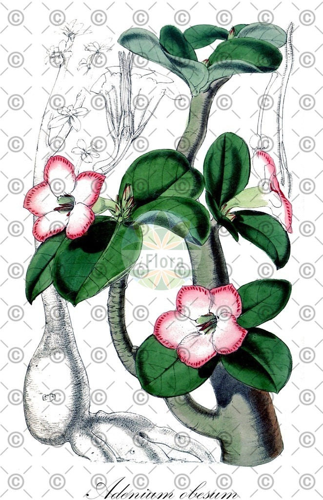 HistAbb_wfo-0000764069_1_ENZY_Simple | Historische Abbildung von Adenium obesum - Apocynaceae | Historical Illustration of Adenium obesum - Apocynaceae