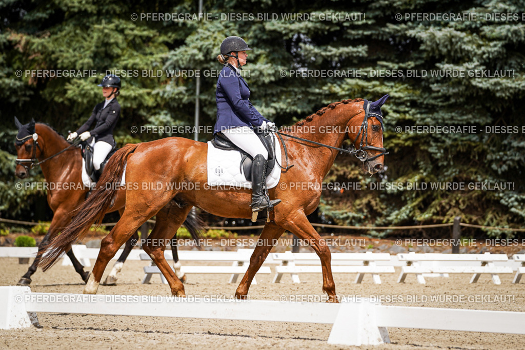 DSC02285 | Pferdegrafie