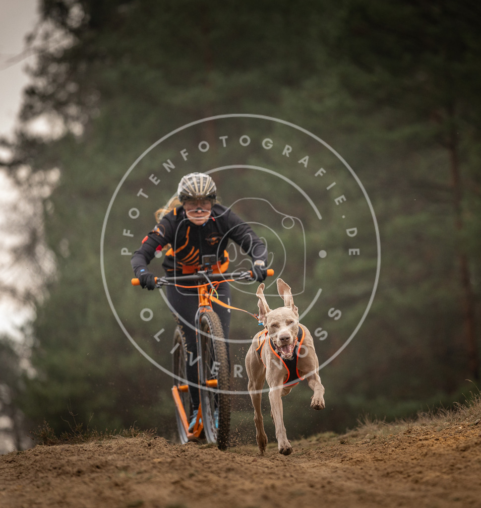 Pfotenfotografie_DV3A4936 | Hundefotografie, Tierfotograf, Pfotenfotografie, Fotoshooting Hund, Hunde Portrait, Hundesport, Hundeportraits, Heideshooting, Hunde, Sportfotograf, Hundefotograf, Turnierhundsport, THS,  - Realisiert mit Pictrs.com