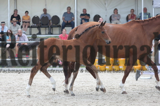 KN_09_0S4A3564 (59) | Alle Fotos der Reiterjournal Fotografin Doris Matthaes im Reiterjournal Online-Fotoshop. - Realizado com Pictrs.com