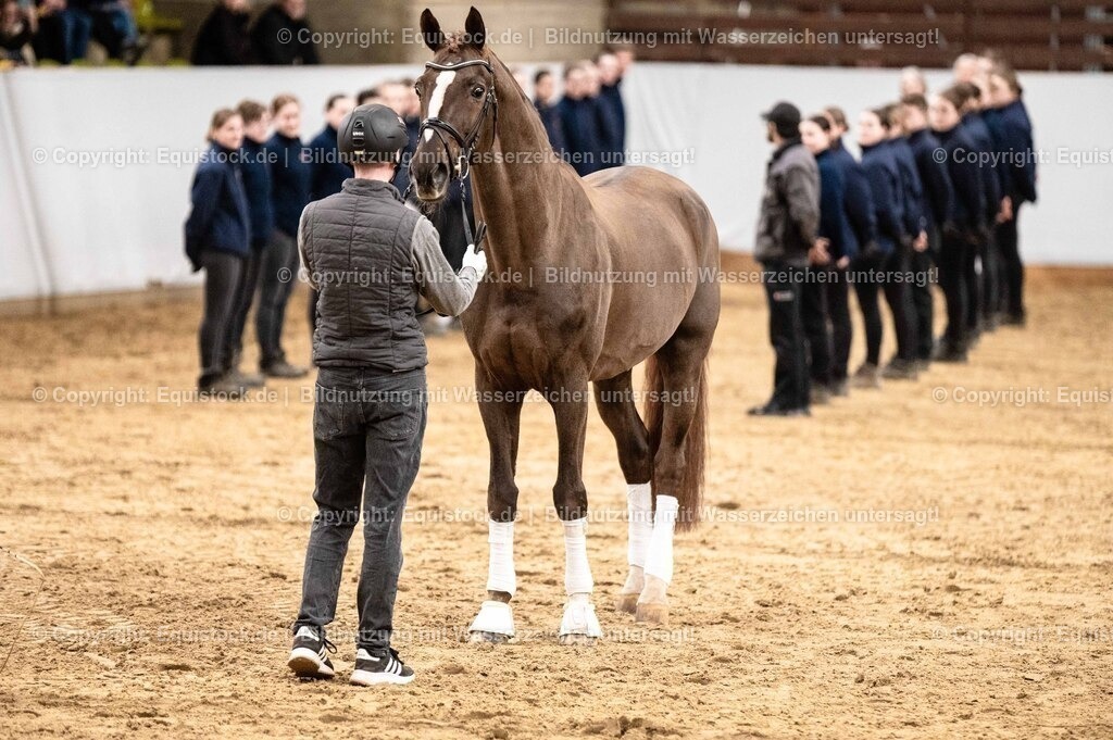 20260307_Hengstvorstellung-Marbach_0532 | equistock