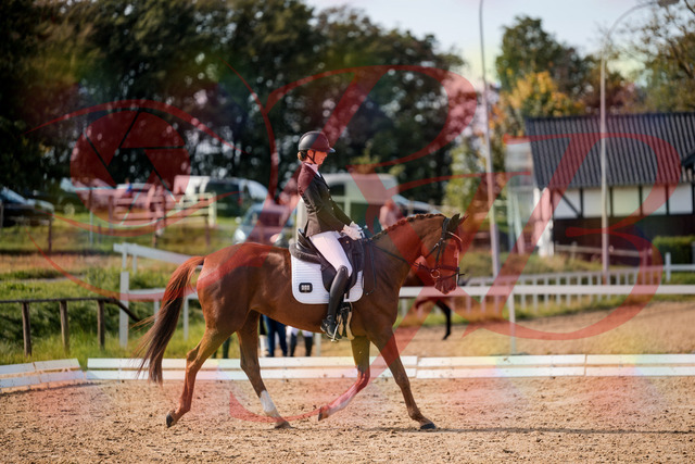 2026_10_03_Siefer-Hof_132756_Z63_87370993 | Professionelle Reitsport-, Turnier- und Eventfotografie von Robert Broda. Galerien mit ausgewählten und bearbeiteten Bildern direkt online ansehen und bestellen.