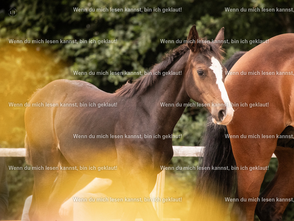 A10I4672 15.58.11 | photographylinaismer - Realisiert mit Pictrs.com