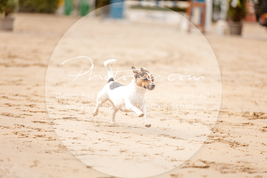 3I6A6423 | Stimmungsvolle Portraits und Reitsportfotografie im Ruhrgebiet und im Münsterland.

Pferdefotografie, Hundefotografie, Tierfotografie, Reportagen, Portraits von Tier und Mensch, Turnierfotografie in Bochum, Recklinghausen, Marl, Haltern am See, Dülmen.. - Realisiert mit Pictrs.com