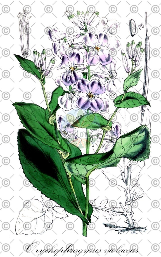 HistAbb_wfo-0001024363_1_ENZY_Simple | Historische Abbildung von Orychophragmus violaceus - Brassicaceae | Historical Illustration of Orychophragmus violaceus - Brassicaceae