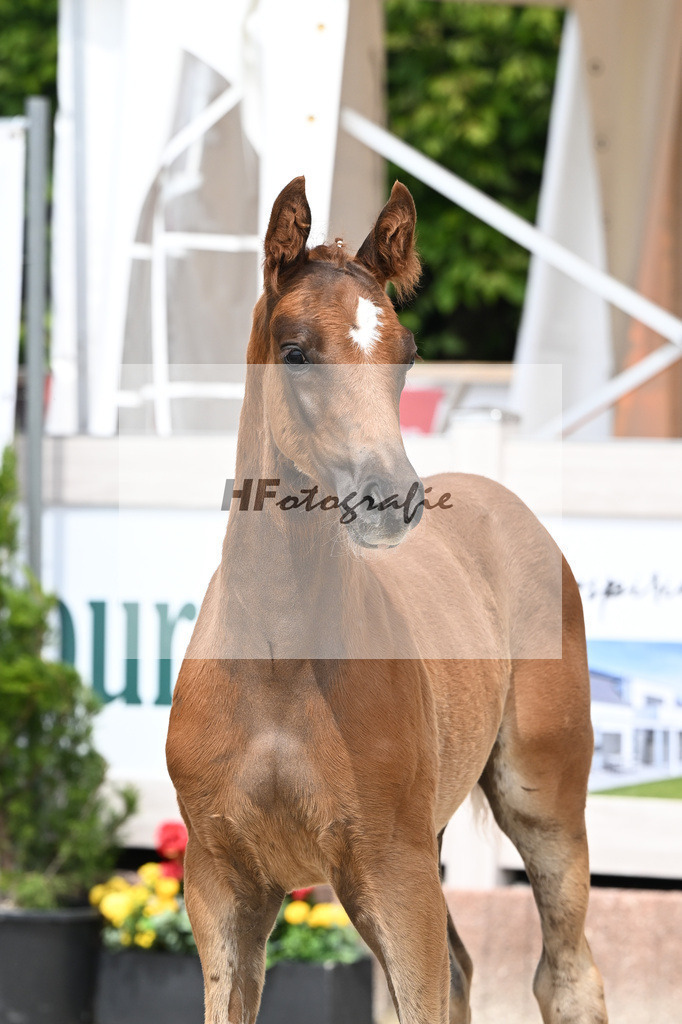 Don Olympic x Benetton Dream_HF_Groll_12250636 | hf-fotografie - Realisiert mit Pictrs.com
