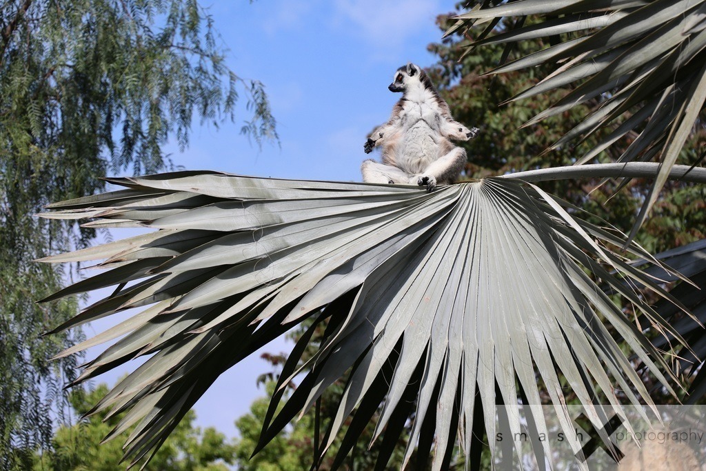 King Julien | smash-photography.com