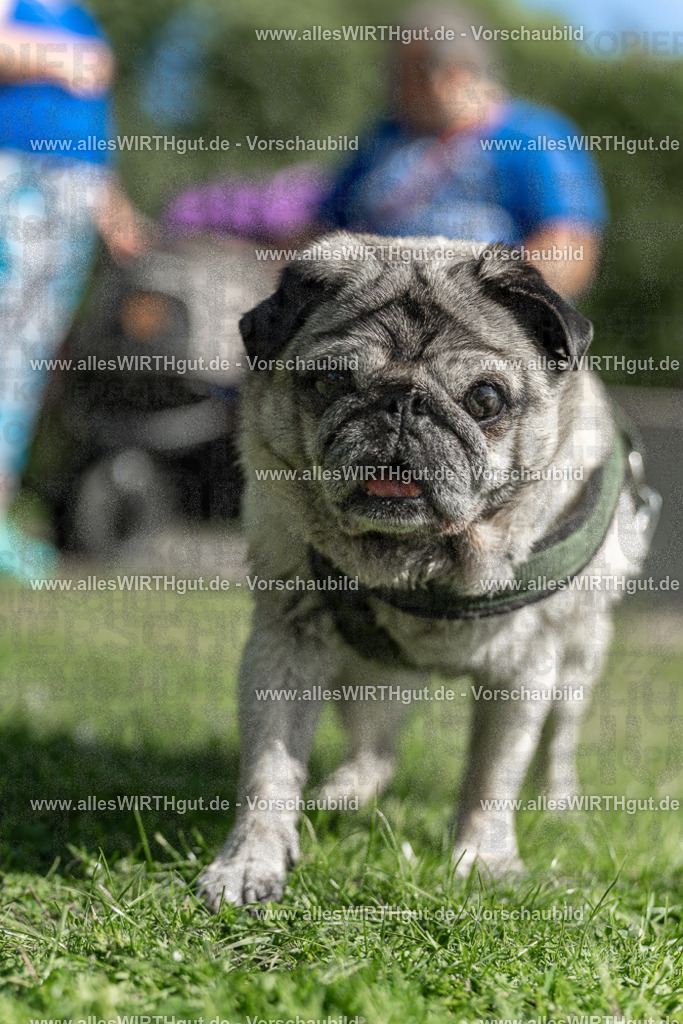 Hundeschwimmen_Volksbad_2026-allesWIRTHgut_Tierfotografie-2609061434-7R501126 | Professionelle Tierfotografie in Mönchengladbach von Daniel Wirth (allesWIRTHgut). Liebevolle & natürliche Bilder von Hunden & Katzen für unvergessliche Erinnerungen.