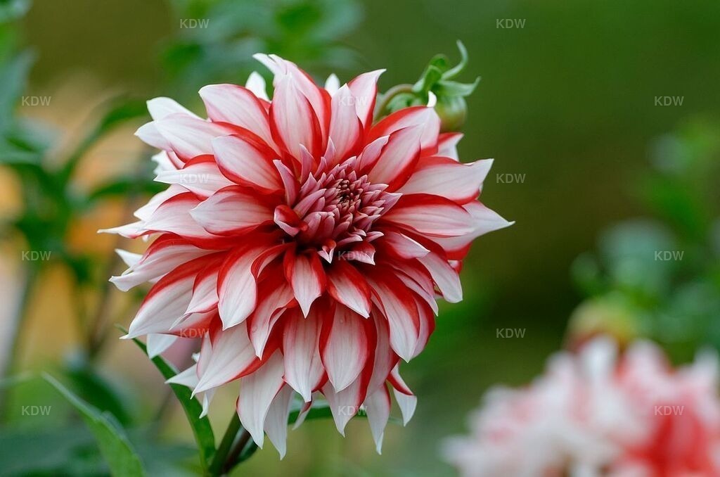 Dahlie in Rot und Weiß | Dahlien Blume/Blüte - Realisiert mit Pictrs.com