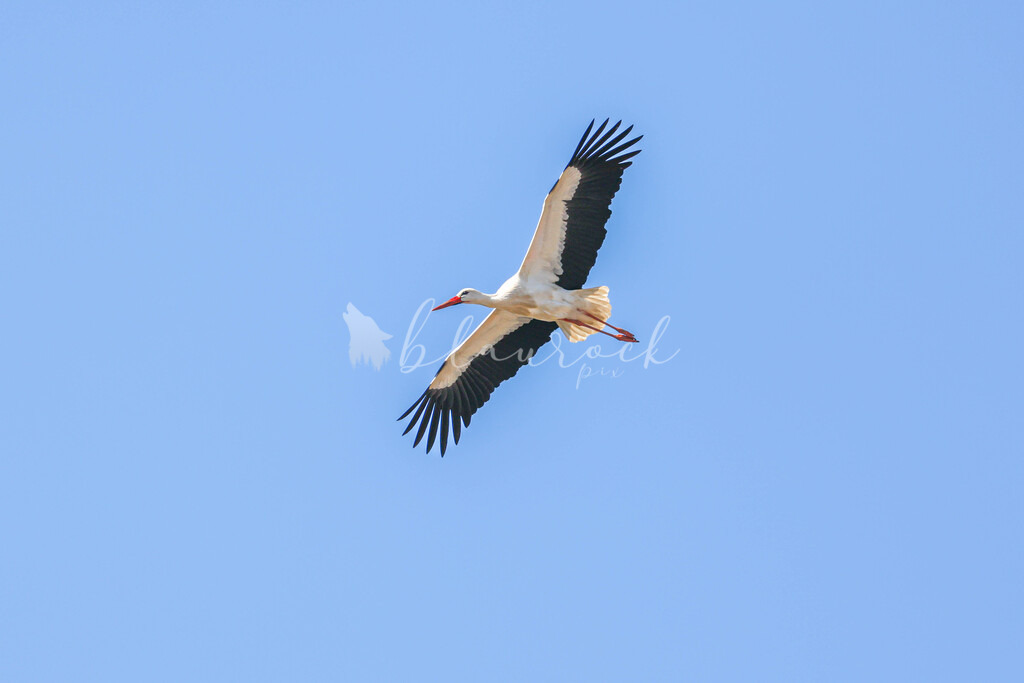 CN12-1633 | Sportbilder, Sportfotograf, Hochzeits- und Eventfotografin, Flugshows, Portraits und Tiershooting, Aviation, Downhill, Nationalleague, Swissleague, International