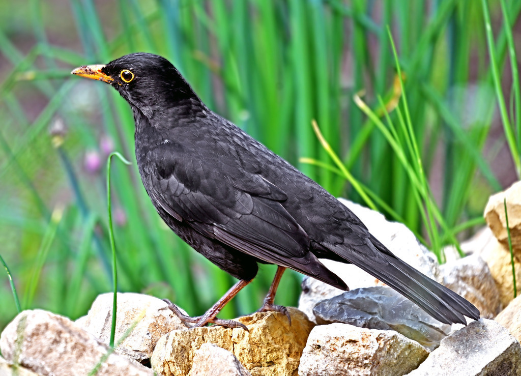 Amsel04-1 | lucisnaturbilder - Realisiert mit Pictrs.com