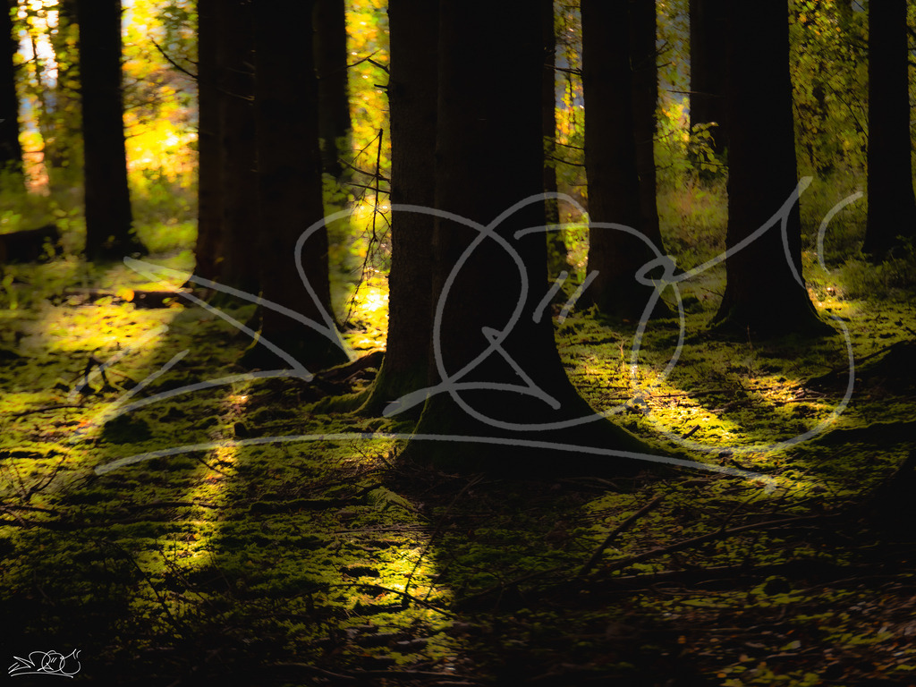 Forest | Naturschönheiten aus Deutschland. Pflanzen und Tiere, Insekten und Naturschauspiele. Alle schönen Details, die uns umgeben, fotografiert von Michi Moc.  - Realisiert mit Pictrs.com