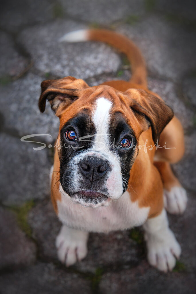 Bonny_23-08-202023_08_20_DSCF9269 | People- und Tierfotografie, Imageaufnahmen, Veranstaltungsfotografie und Wandbilder aus der Natur ★ Made in Germany ✔️ Druck + Downloads ✔️ Naturfotografie in Top Qualität ★ schneller Versand, weltweite Lieferung! - Realisiert mit Pictrs.com