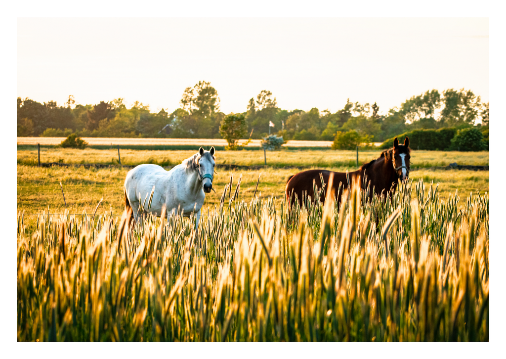 Motiv 29 | Eilun-Art-Fotografie Levke Martens, ihre Fotografin für Immobilien- und Landschaftsfotografie auf Föhr, Föhrer Motive als Poster, Leinwand, hinter Acrylglas oder stelle dir deinen eigenen Monatskalender zusammen, mit nur einem Klick