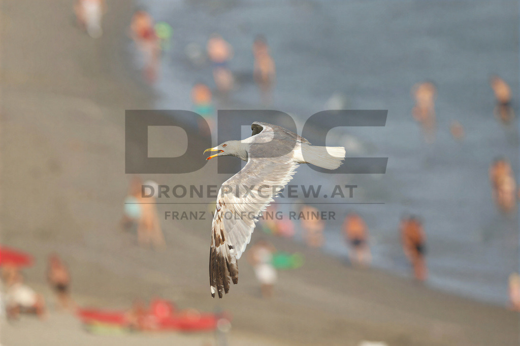 Yellow-legged Gull (Larus michahellis) | Yellow-legged Gull (Larus michahellis), a large gull species commonly found along Mediterranean coasts, rocky shorelines, harbours and coastal areas. - Realisiert mit Pictrs.com
