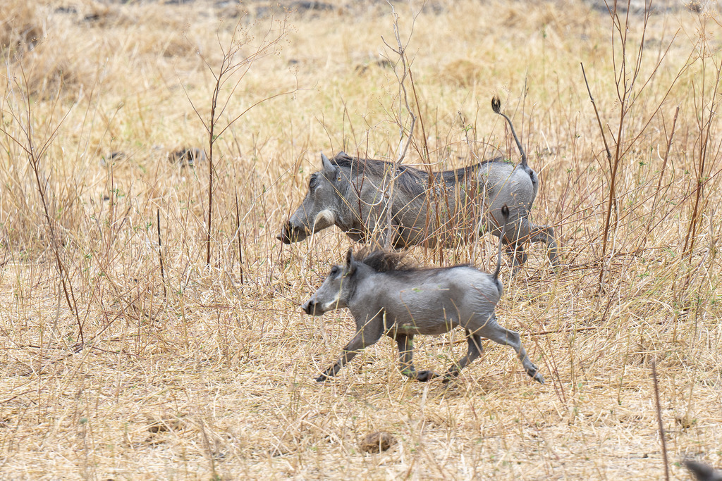 Tarangire Nationalpark - 26. September 2022 | Warzenschweine im Tarangire Nationalpark.
Bild: Sportfotografie Markus Aeschimann | www.markus-aeschimann.ch - Realisiert mit Pictrs.com