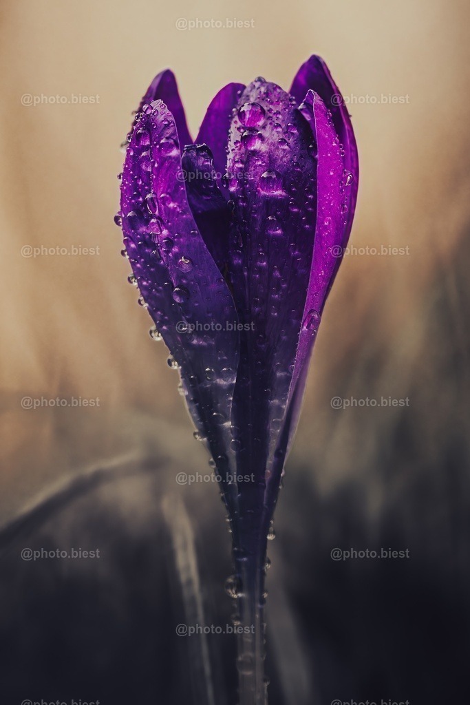 Krokustropfen | Eine sehr schöne Krokusblüte mit zahlreichen Wassertropfen. - Realisiert mit Pictrs.com