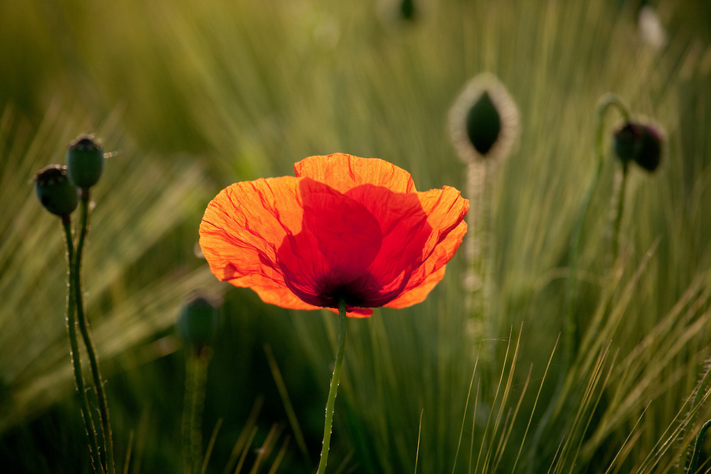 170530-147 | Europa, DEU, Deutschland, NRW, Nordrhein-Westfalen, Niederrhein, Rheinland, Waldfeucht, Naturraum Selfkant, Klatschmohn, Mohn, Mohnbluete, Kategorien und Themen, Natur, Umwelt, Pflanzen, Pflanzenkunde, Botanik, Biologie, Natur, Naturfoto, Naturfotos, Naturfotografie, Naturphoto, Naturphotographie, Landschaft, Landschaften, Landschaftsfoto, Landschaftsfotografie, Landschaftsphoto, Landschaftsphotographie

[Fuer die Nutzung gelten die jeweils gueltigen Allgemeinen Liefer-und Geschaeftsbedingungen. Nutzung nur gegen Verwendungsmeldung und Nachweis. Download der AGB unter http://www.image-box.com oder werden auf Anfrage zugesendet. Freigabe ist vorher erforderlich. Jede Nutzung des Fotos ist honorarpflichtig gemaess derzeit gueltiger MFM Liste - Kontakt, Uwe Schmid-Fotografie, Duisburg, Tel. (+49).2065.677997, ..archiv@image-box.com, www.image-box.com] - Realisiert mit Pictrs.com