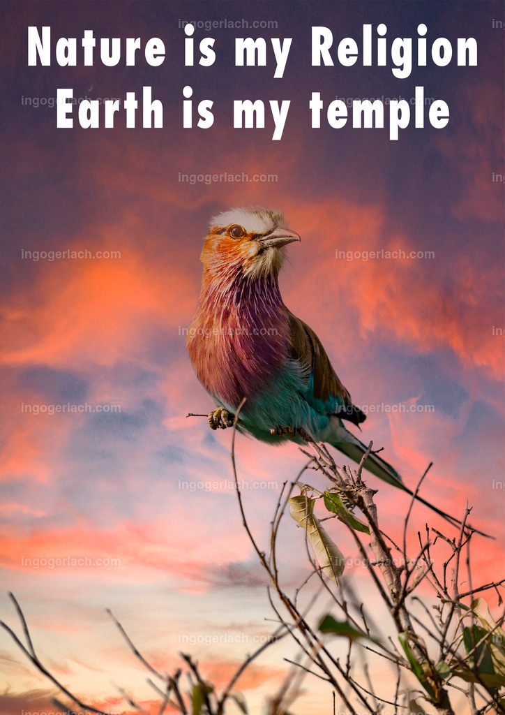 Nature is my religion The earth is my temple | Die Natur ist meine Religion - die Erde ist mein Tempel. Sympathisches Textbild mit Gabelracke und dramatischen Himmel.