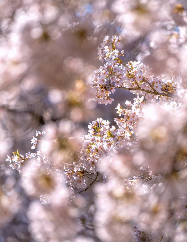 Japanische Kirschblüten | Kirschblüten - Sakura - in Zug aufgenommen - Realisiert mit Pictrs.com