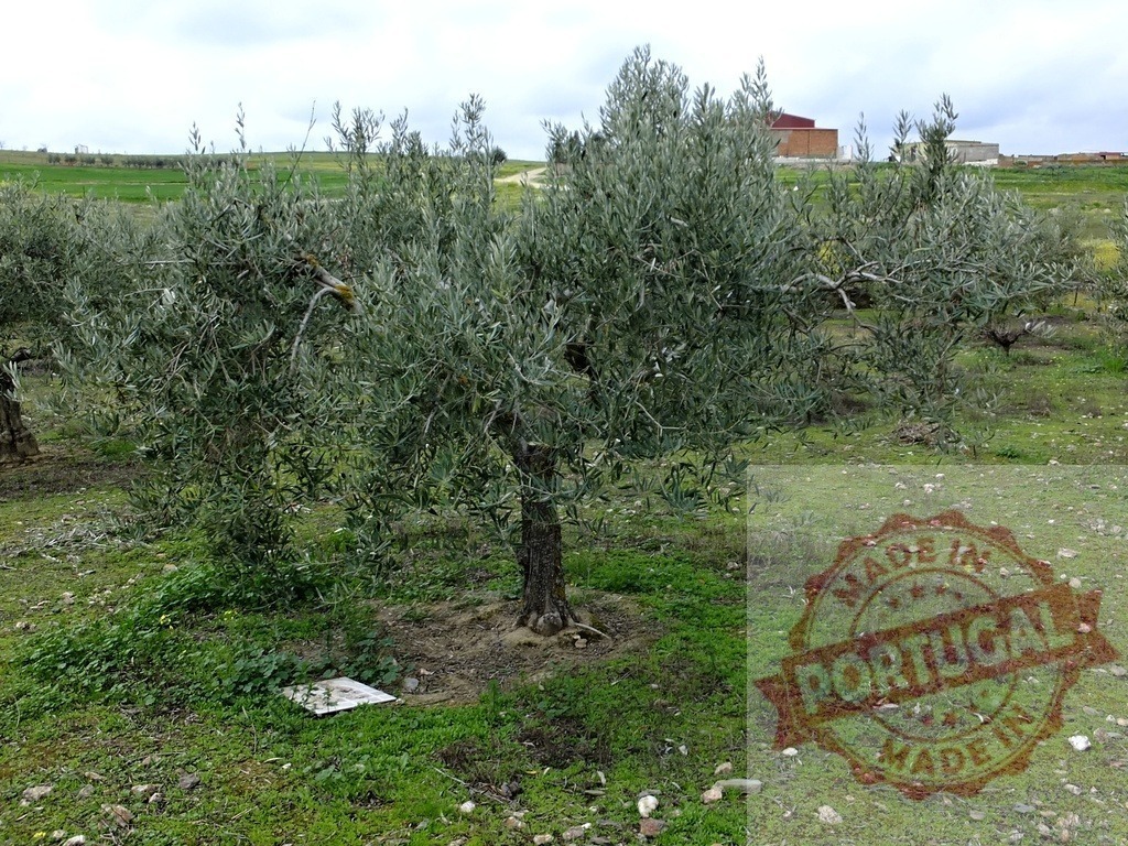 Olive tree growing in a green orchard field | Olive tree standing in a field of green grass with buildings in the distance - Realized with Pictrs.com