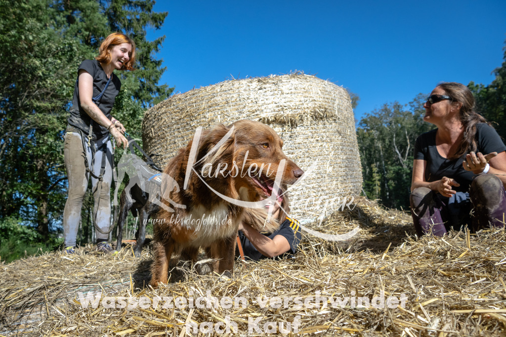 1247_ZZ92404-2 | kk-dogfotos