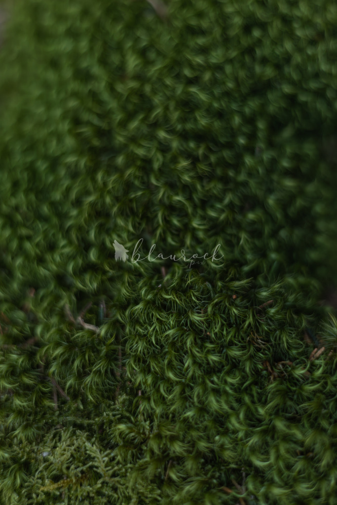 701A6868  | Sportbilder, Sportfotograf, Hochzeits- und Eventfotografin, Flugshows, Portraits und Tiershooting, Aviation, Downhill, Nationalleague, Swissleague, International